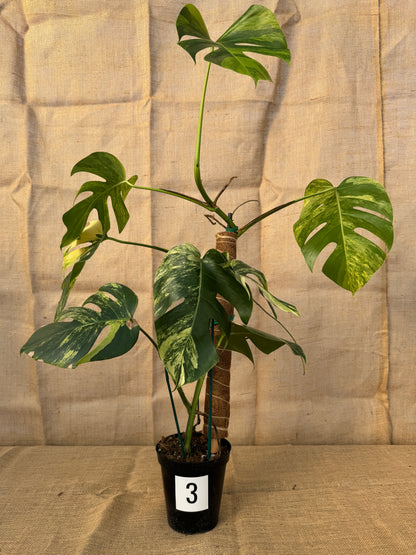 6" Monstera 'Aurea' - Limited Release for Pickup