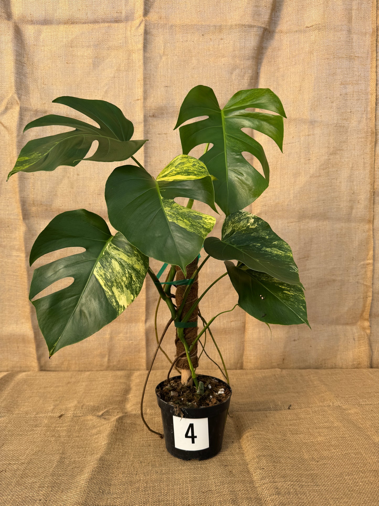 6" Monstera 'Aurea' - Limited Release for Pickup