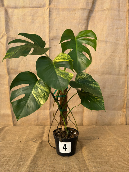 6" Monstera 'Aurea' - Limited Release for Pickup