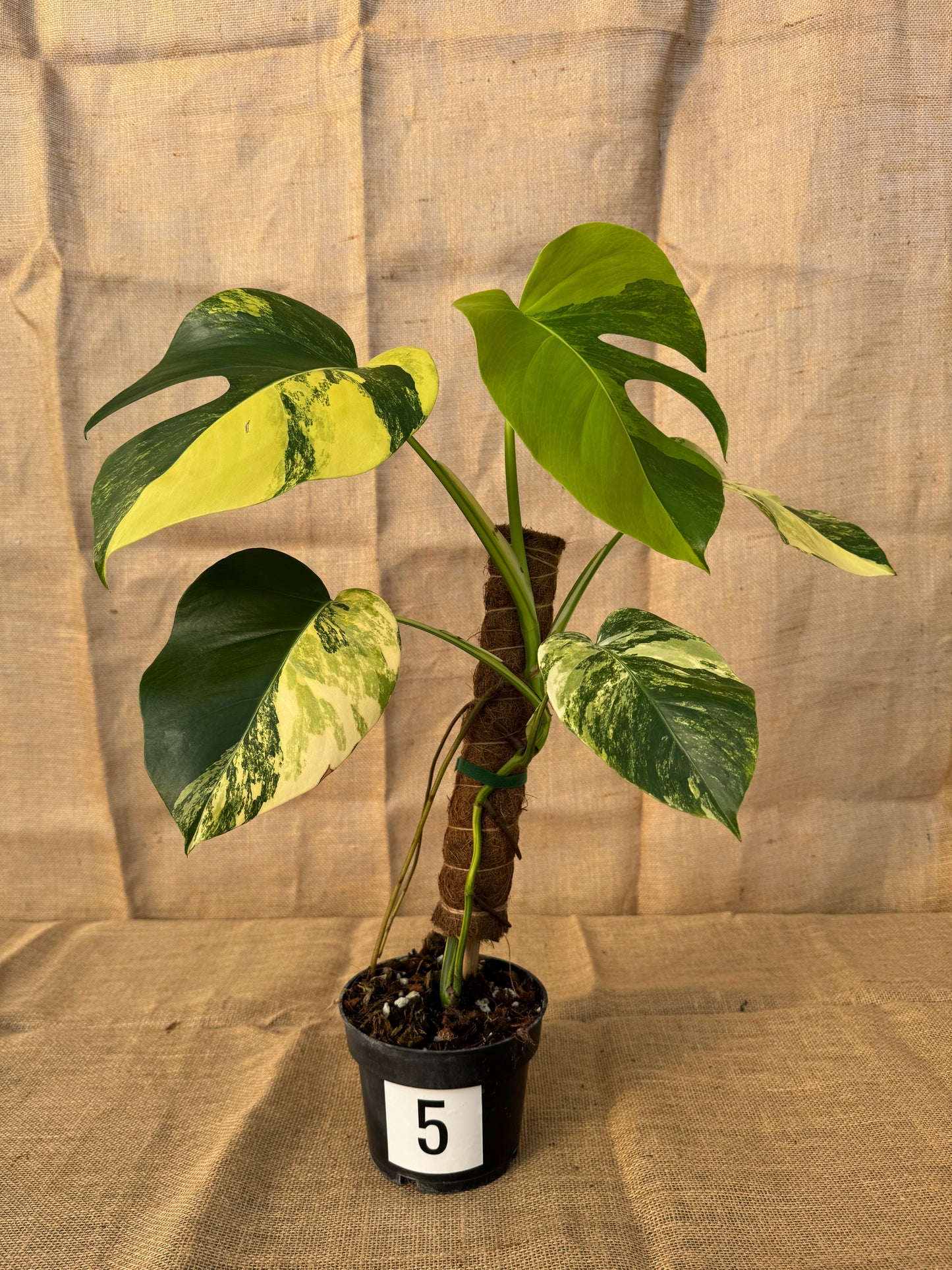 6" Monstera 'Aurea' - Limited Release for Pickup