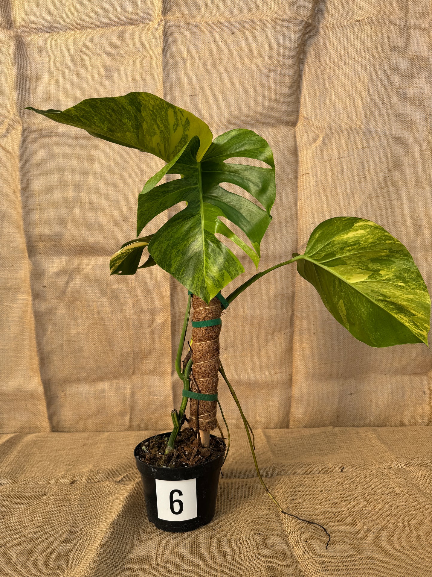 6" Monstera 'Aurea' - Limited Release for Pickup
