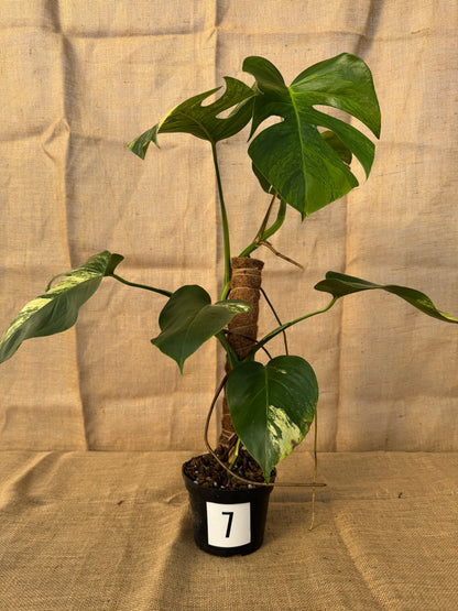 6" Monstera 'Aurea' - Limited Release for Pickup