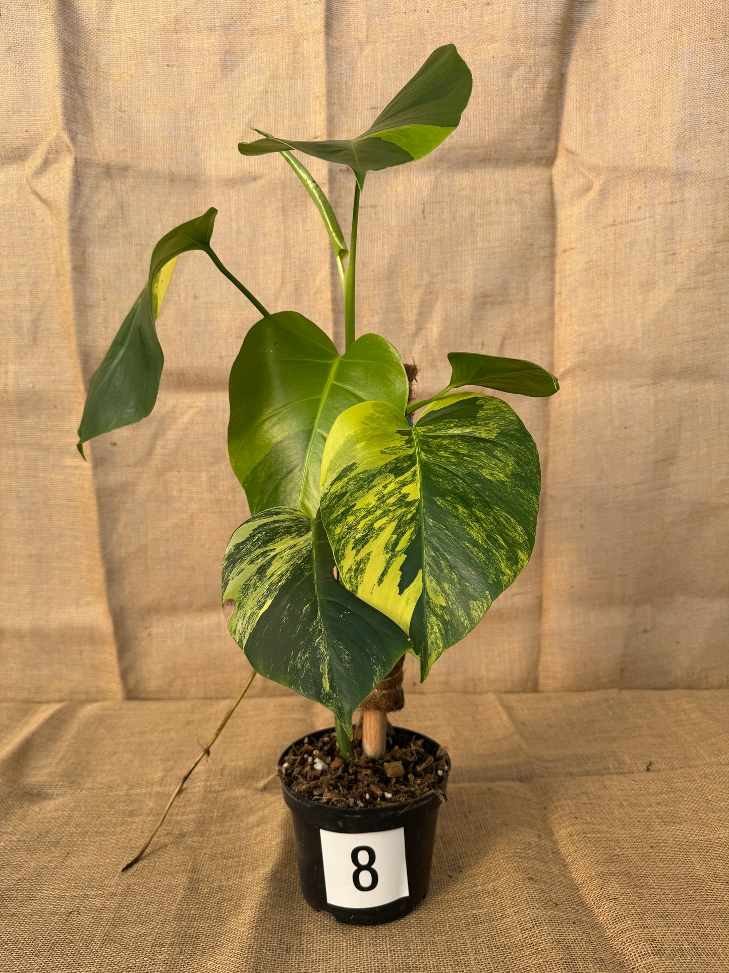 6" Monstera 'Aurea' - Limited Release for Pickup