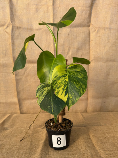 6" Monstera 'Aurea' - Limited Release for Pickup