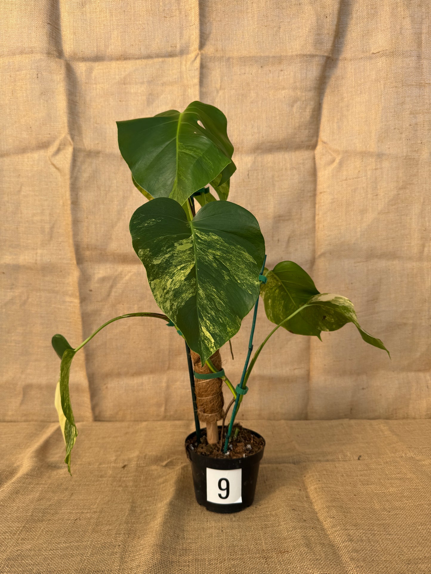 6" Monstera 'Aurea' - Limited Release for Pickup