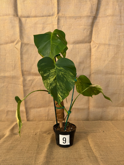 6" Monstera 'Aurea' - Limited Release for Pickup