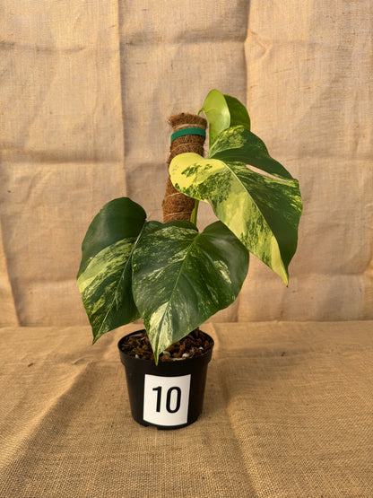 6" Monstera 'Aurea' - Limited Release for Pickup