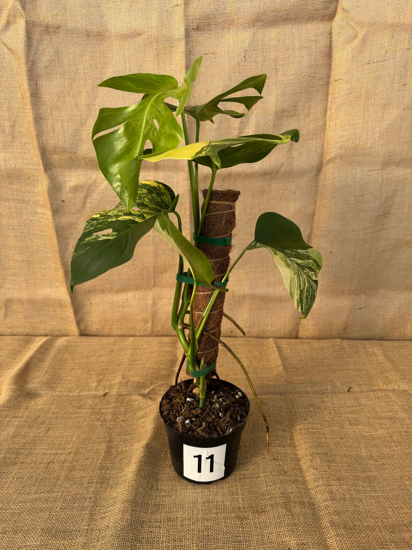 6" Monstera 'Aurea' - Limited Release for Pickup