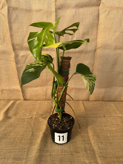 6" Monstera 'Aurea' - Limited Release for Pickup