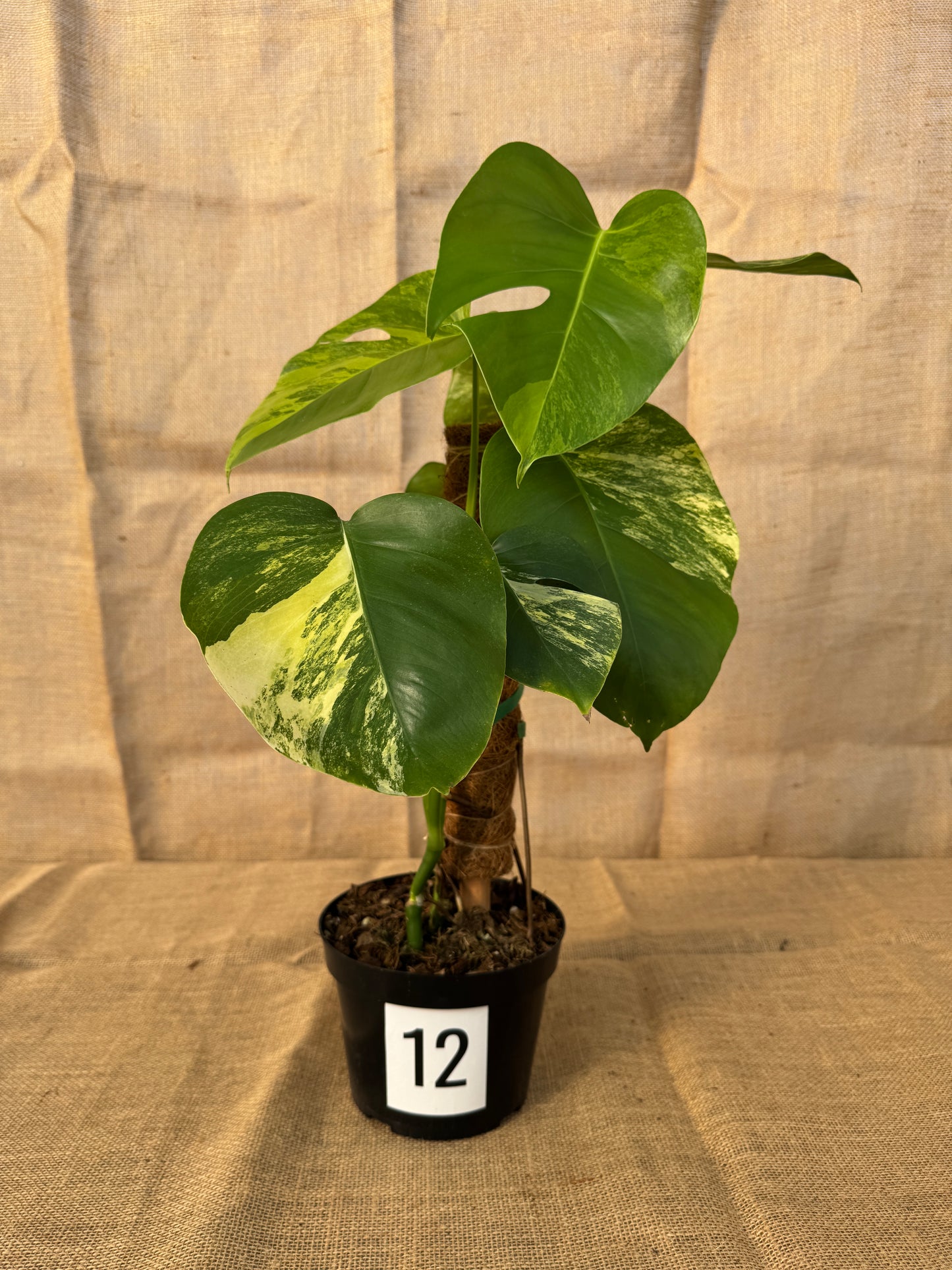6" Monstera 'Aurea' - Limited Release for Pickup