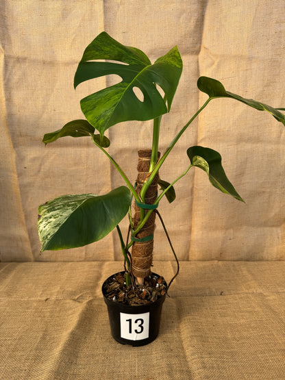 6" Monstera 'Aurea' - Limited Release for Pickup