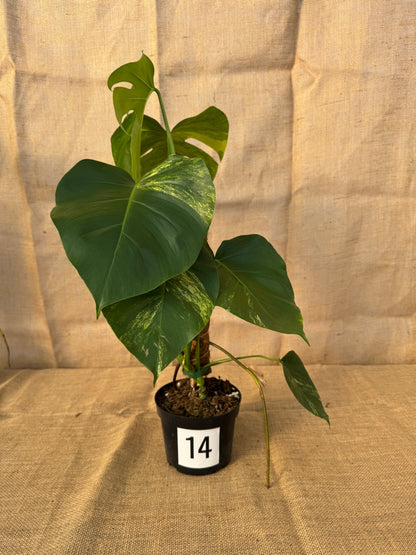 6" Monstera 'Aurea' - Limited Release for Pickup