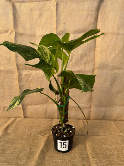 6" Monstera 'Aurea' - Limited Release for Pickup
