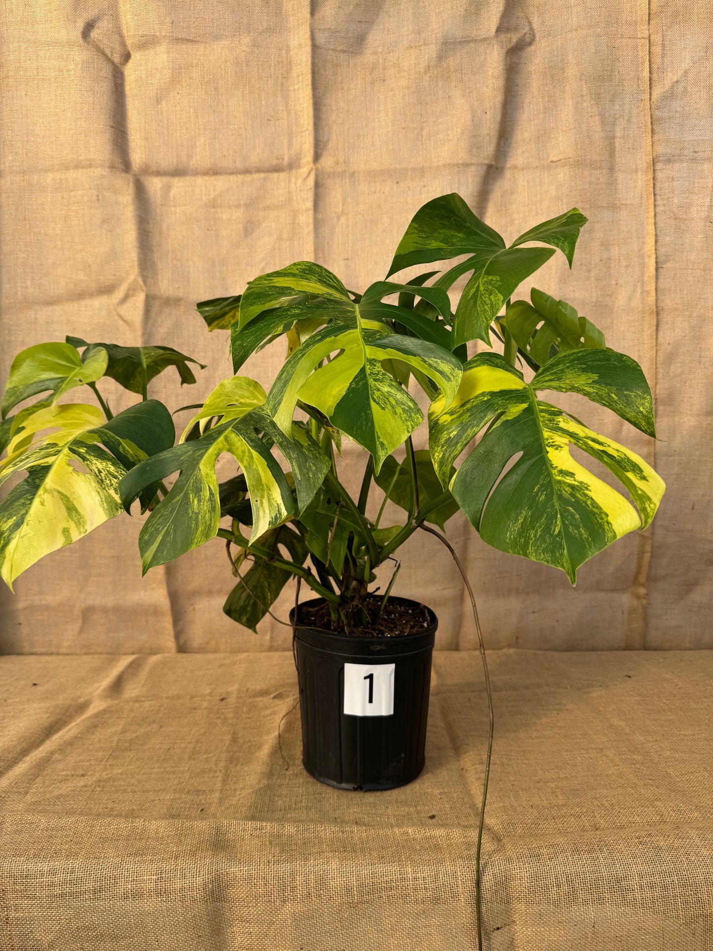 10" Monstera 'Aurea' - Limited Release for Pickup