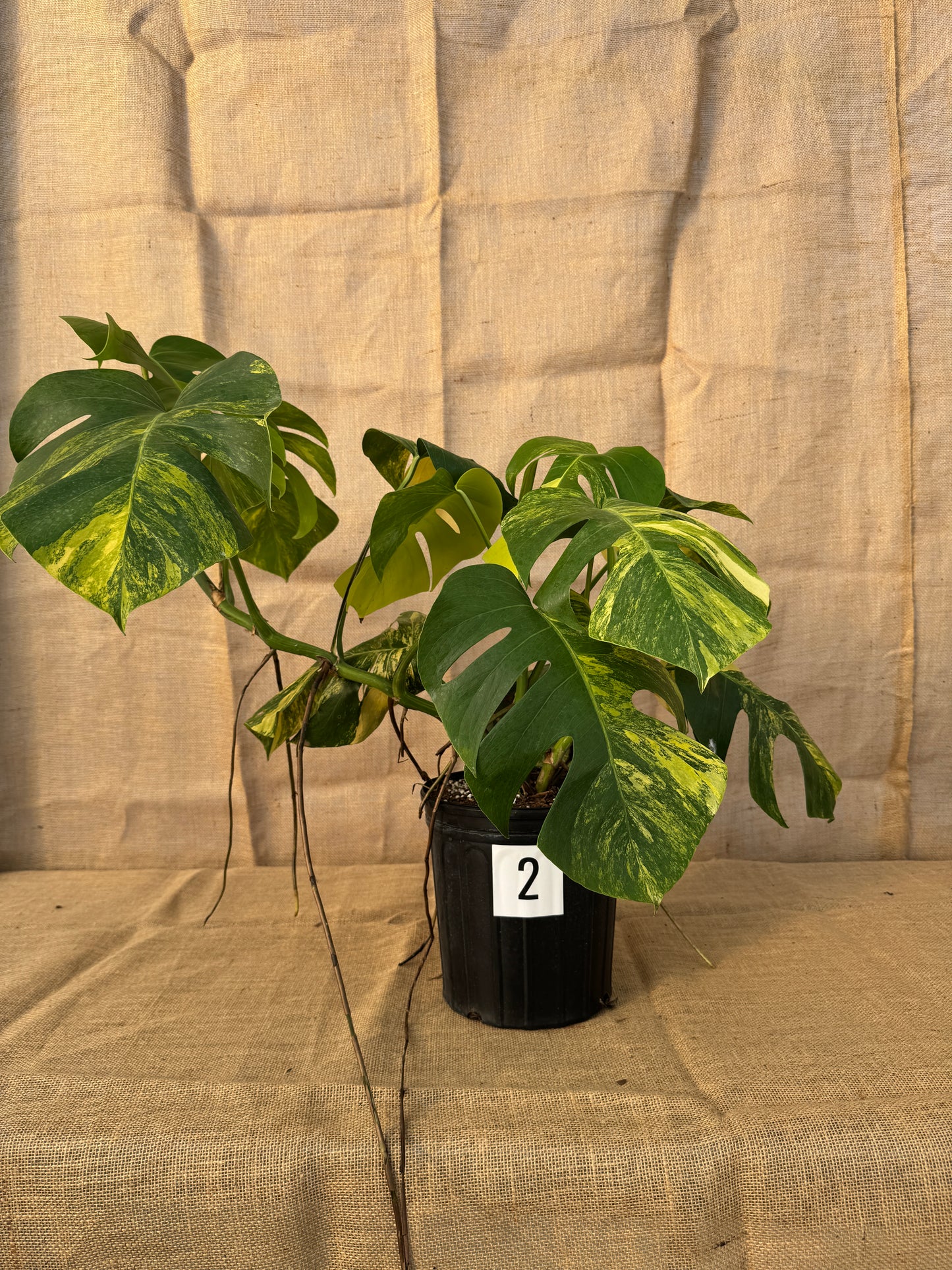 10" Monstera 'Aurea' - Limited Release for Pickup