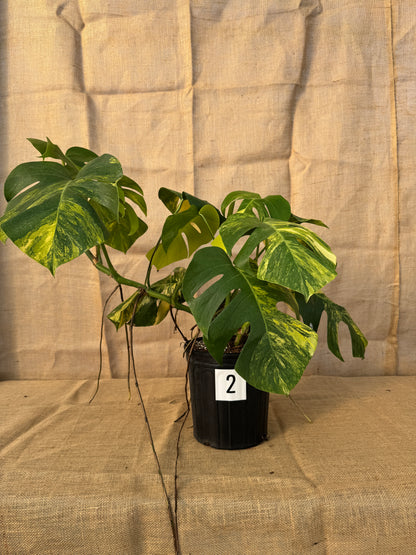 10" Monstera 'Aurea' - Limited Release for Pickup