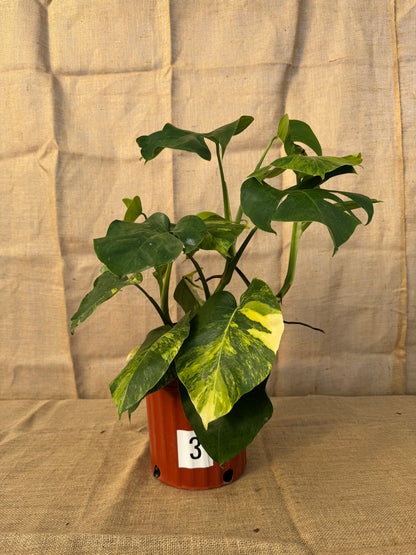 10" Monstera 'Aurea' - Limited Release for Pickup