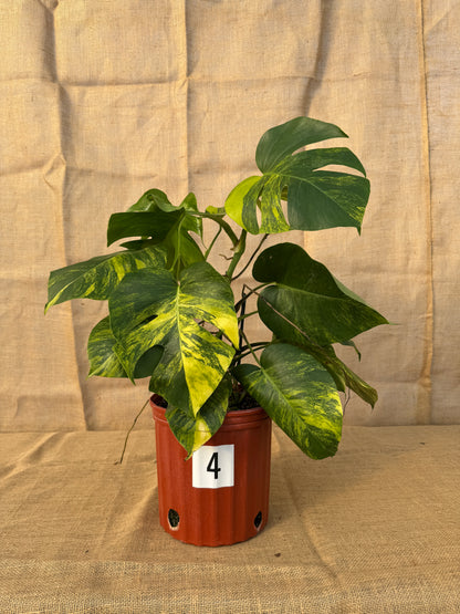 10" Monstera 'Aurea' - Limited Release for Pickup
