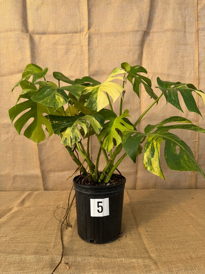 10" Monstera 'Aurea' - Limited Release for Pickup