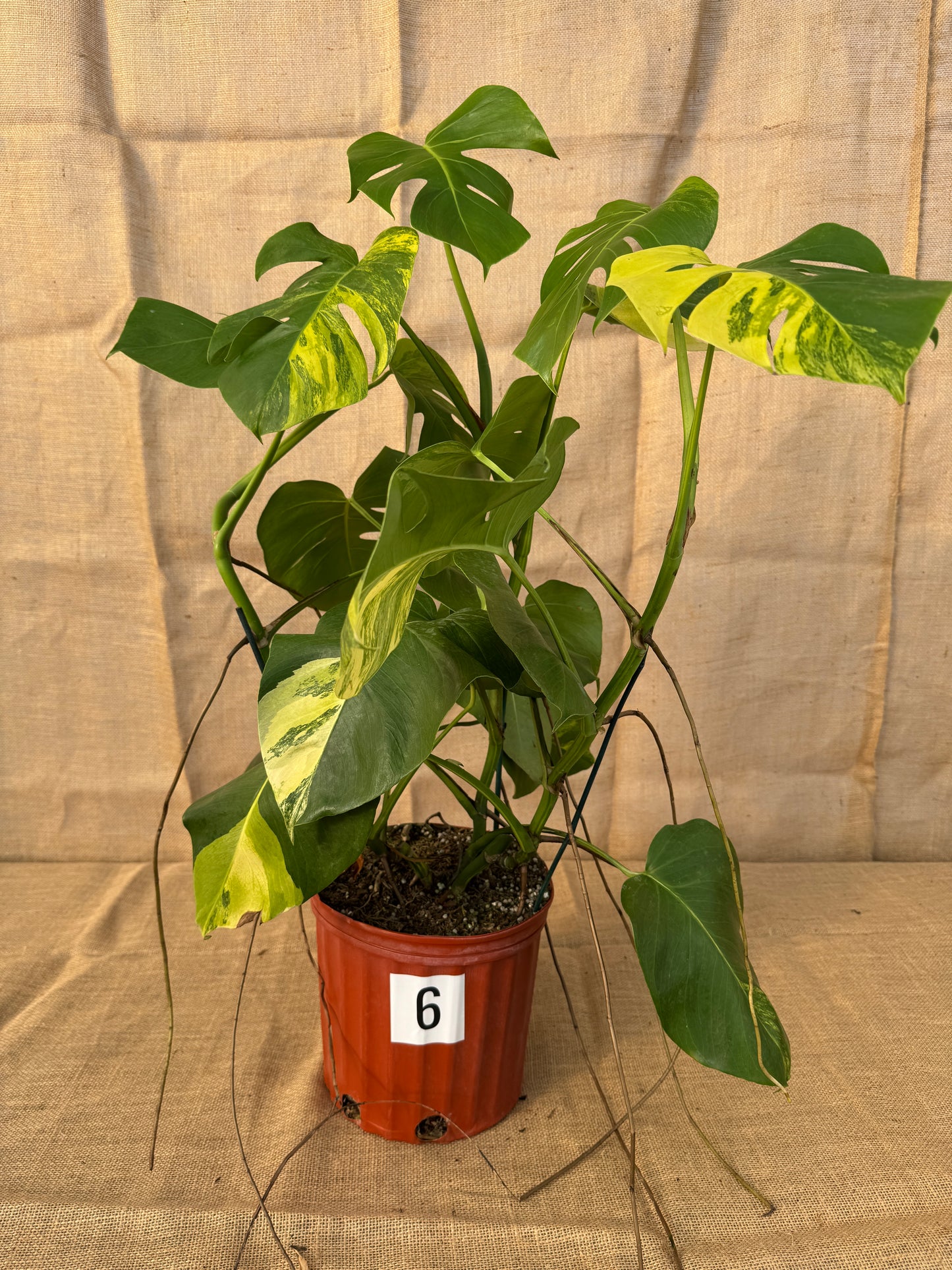 10" Monstera 'Aurea' - Limited Release for Pickup