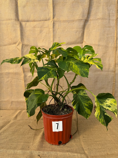 10" Monstera 'Aurea' - Limited Release for Pickup