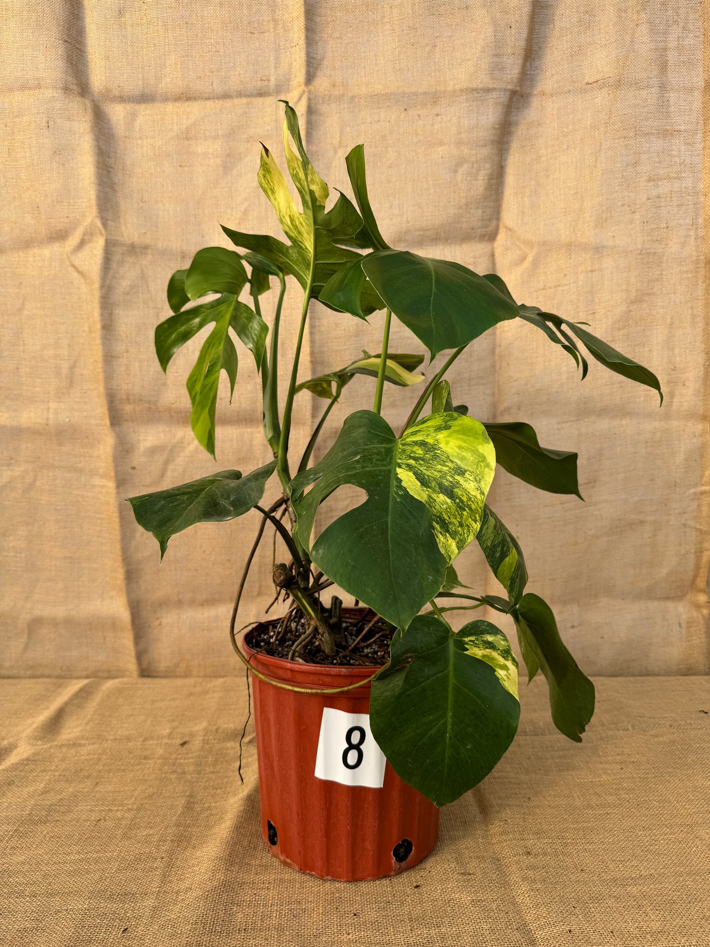 10" Monstera 'Aurea' - Limited Release for Pickup