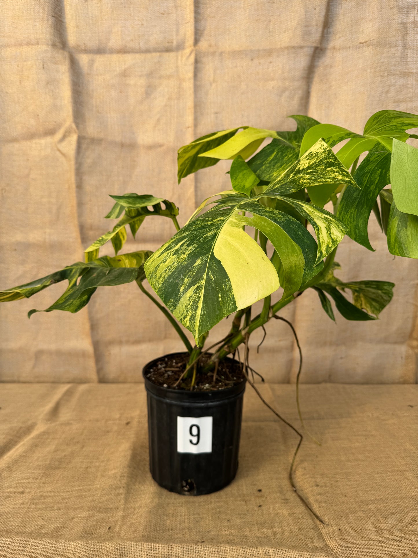 10" Monstera 'Aurea' - Limited Release for Pickup