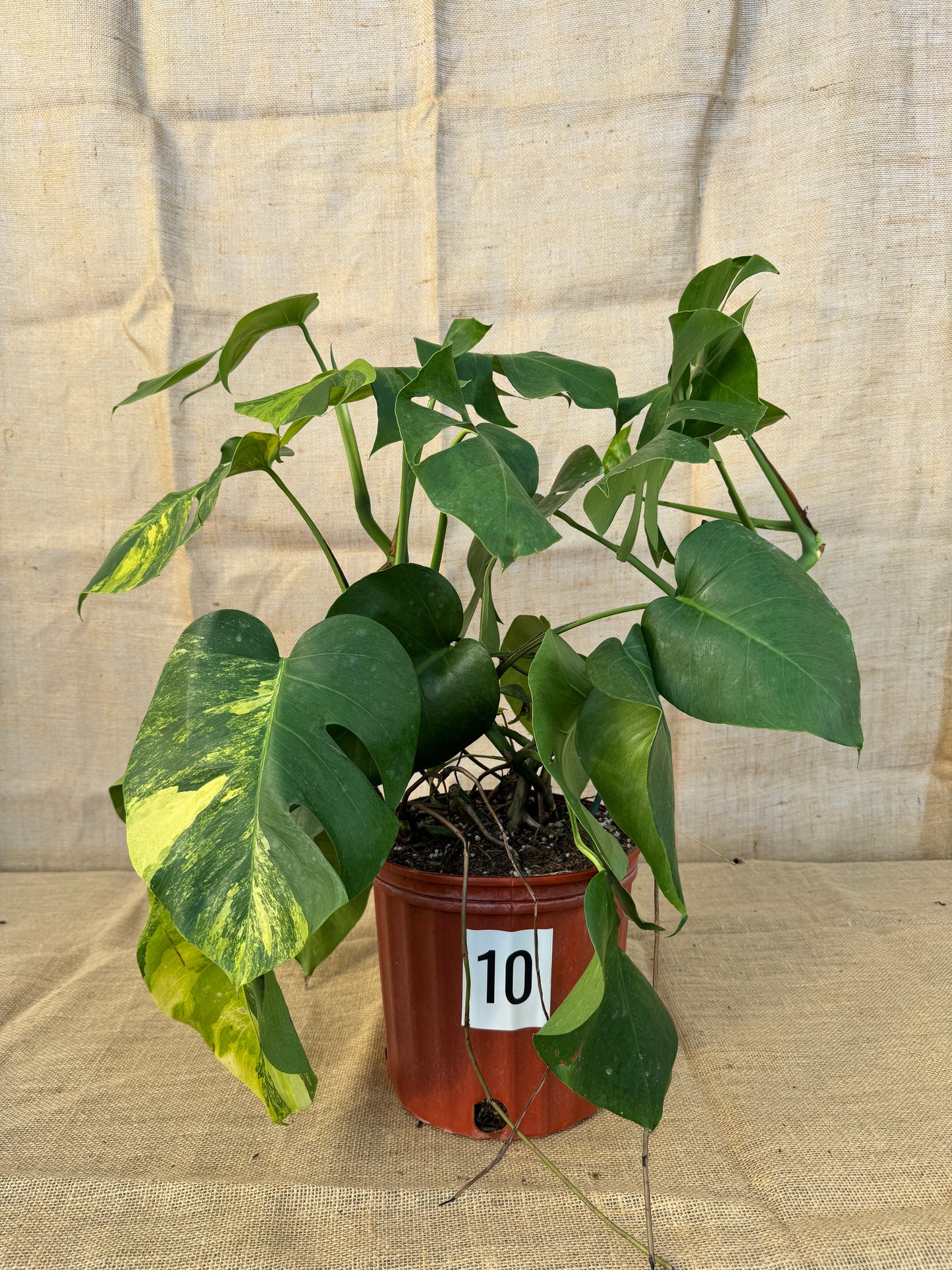 10" Monstera 'Aurea' - Limited Release for Pickup