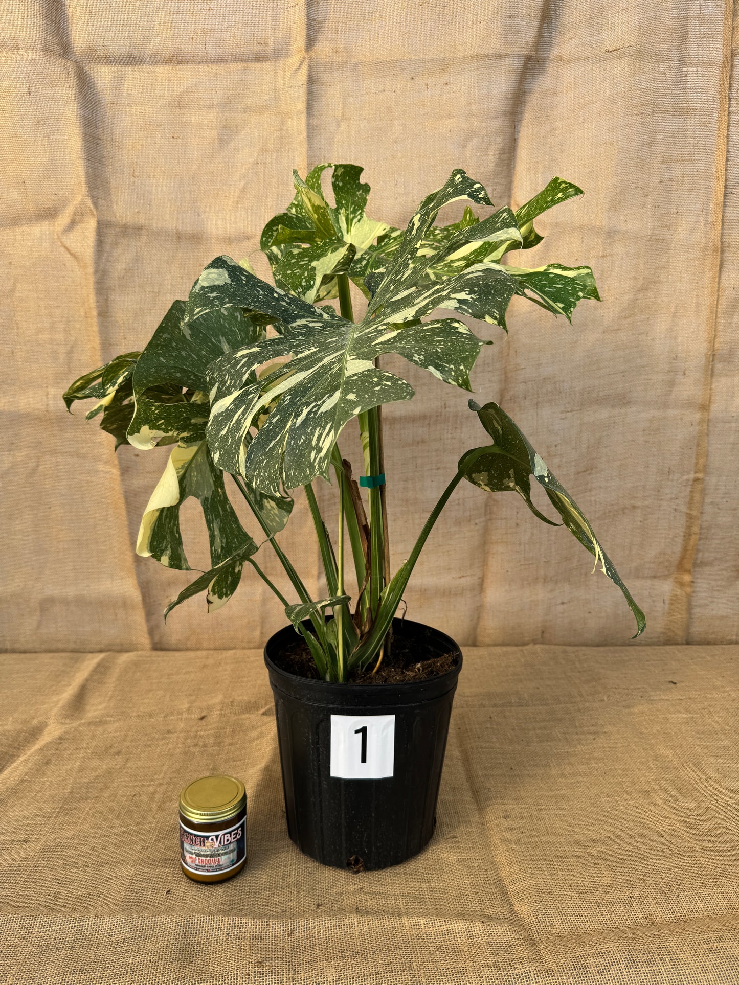 10" Monstera 'Thai Constellation' - Limited Release for Pickup