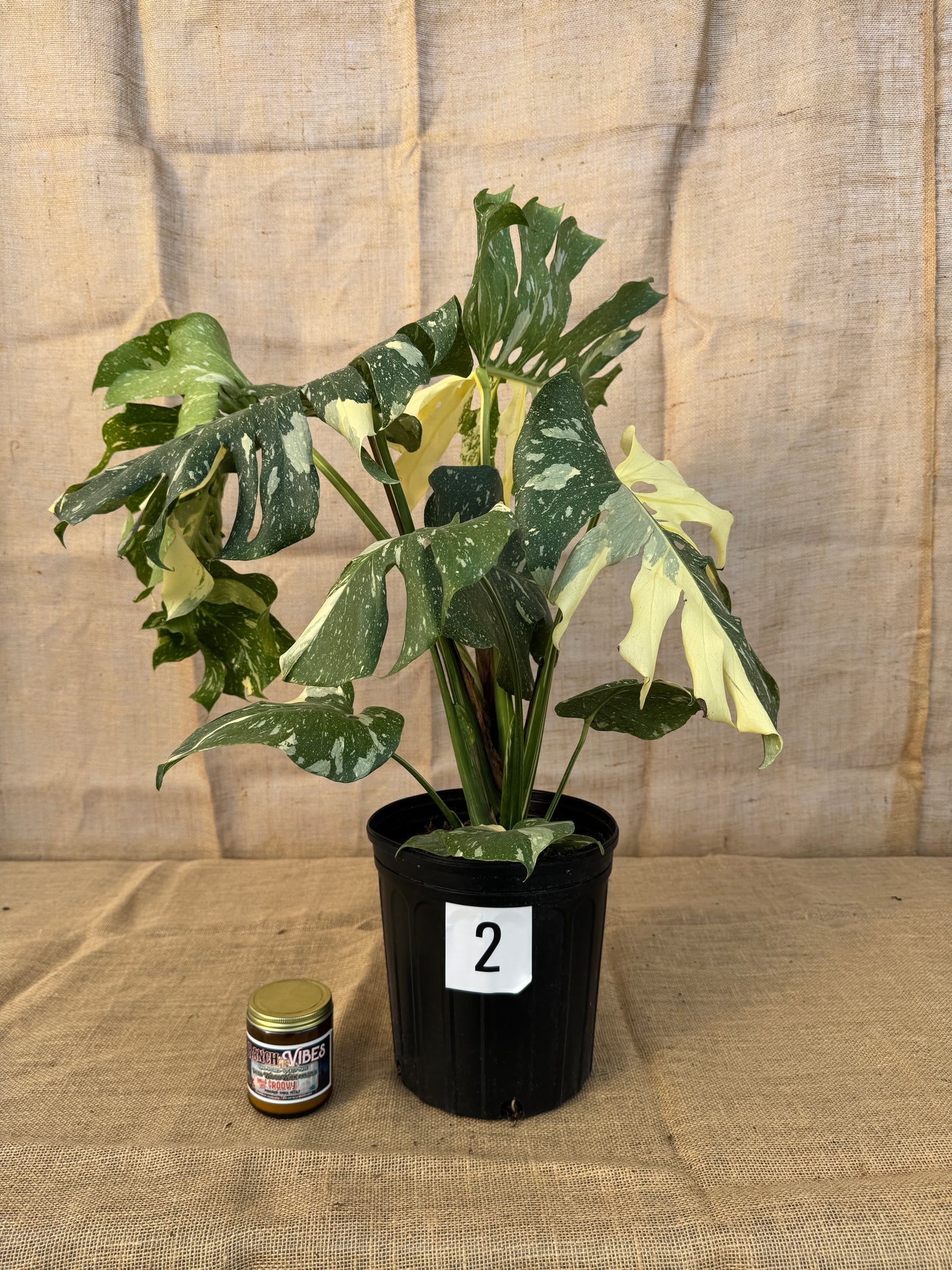 10" Monstera 'Thai Constellation' - Limited Release for Pickup