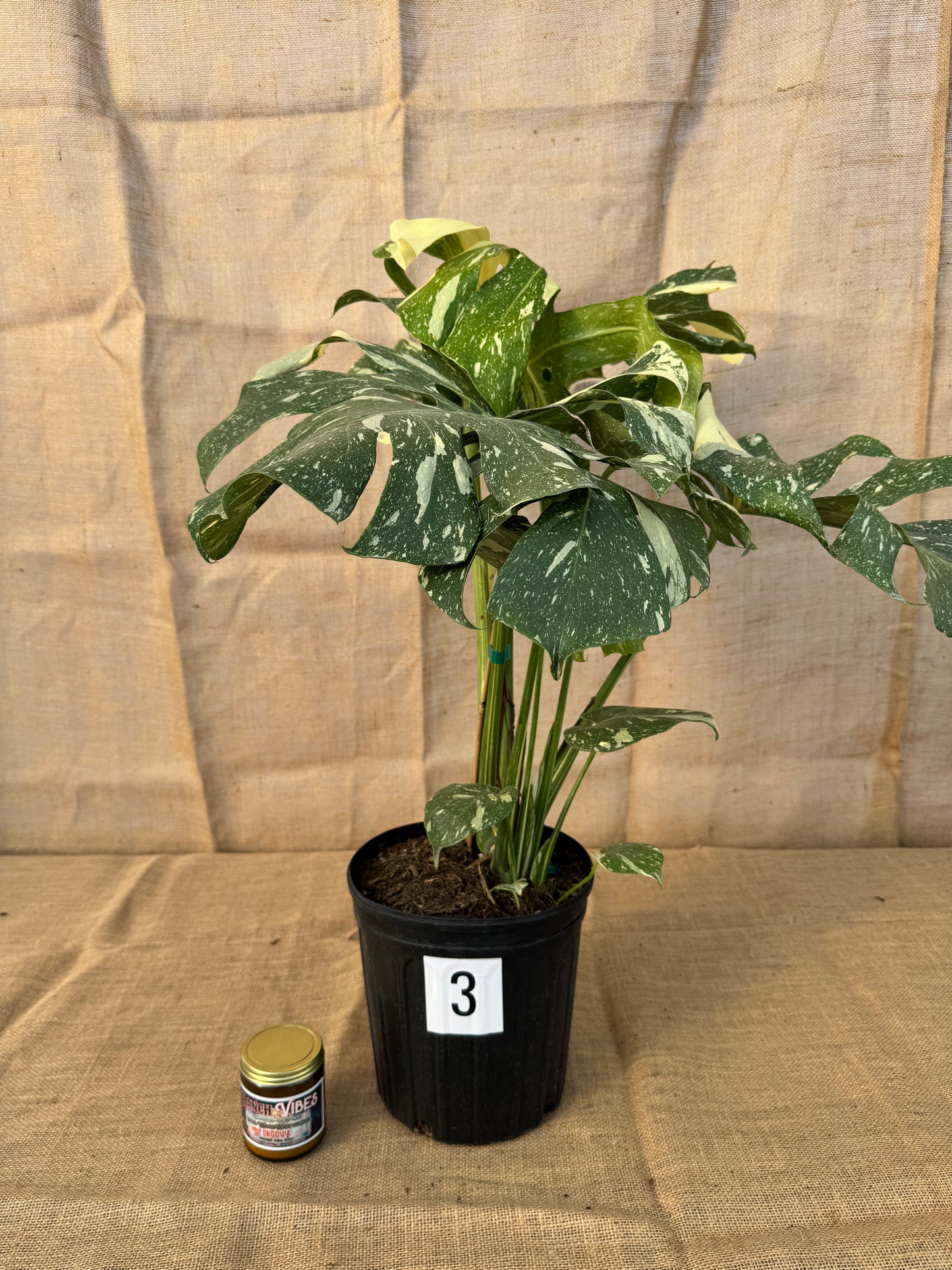 10" Monstera 'Thai Constellation' - Limited Release for Pickup