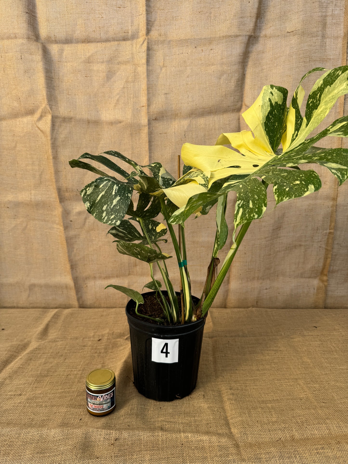 10" Monstera 'Thai Constellation' - Limited Release for Pickup