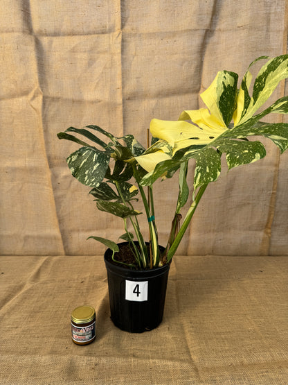 10" Monstera 'Thai Constellation' - Limited Release for Pickup