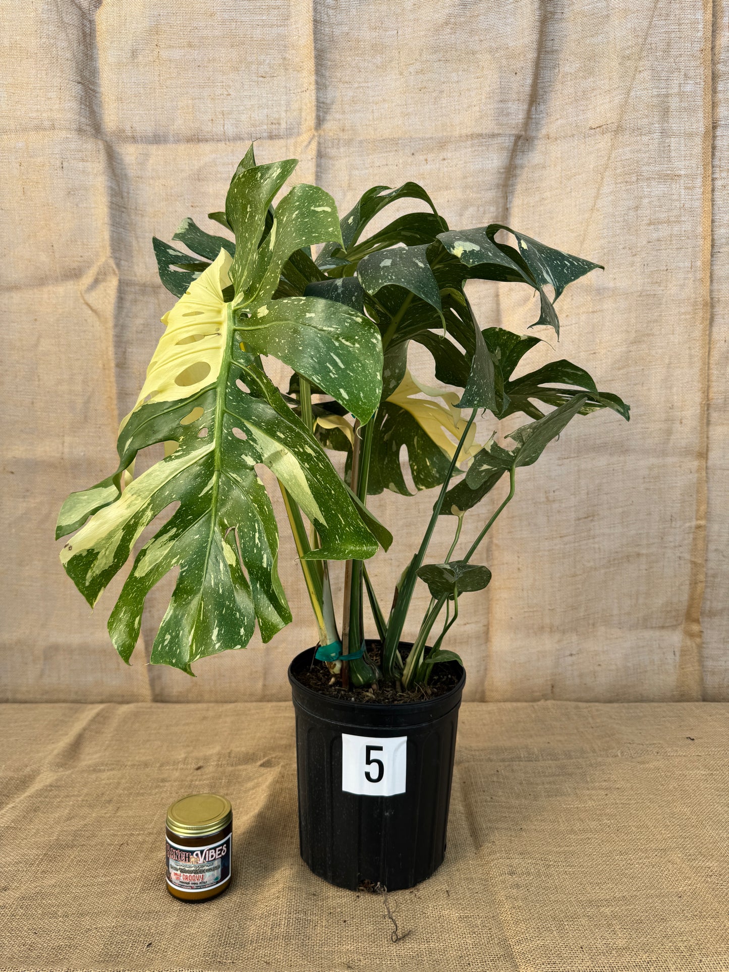 10" Monstera 'Thai Constellation' - Limited Release for Pickup