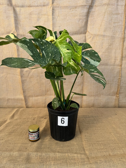 10" Monstera 'Thai Constellation' - Limited Release for Pickup