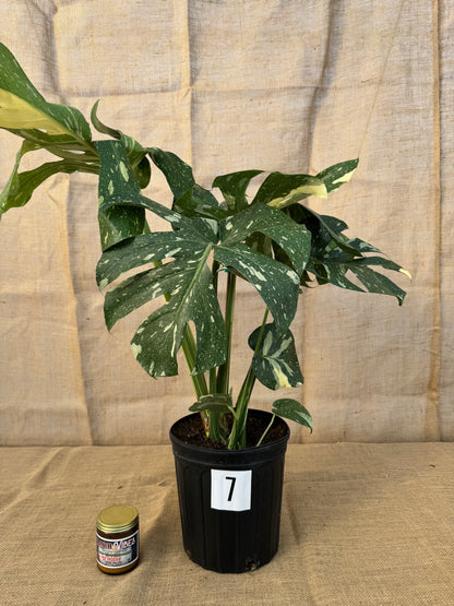 10" Monstera 'Thai Constellation' - Limited Release for Pickup
