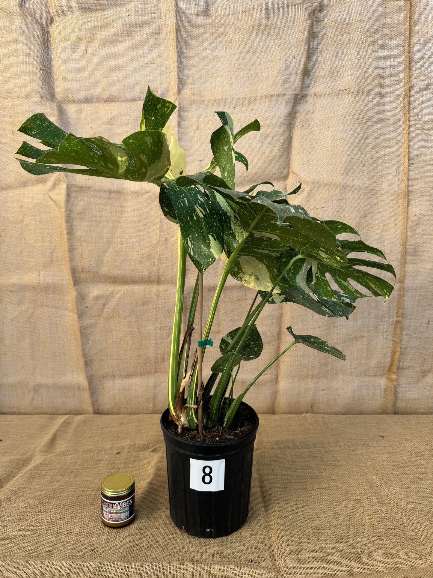 10" Monstera 'Thai Constellation' - Limited Release for Pickup
