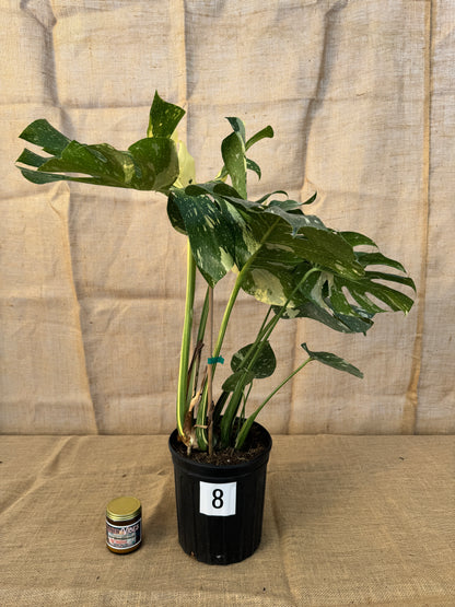 10" Monstera 'Thai Constellation' - Limited Release for Pickup