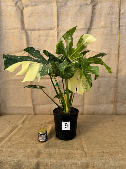 10" Monstera 'Thai Constellation' - Limited Release for Pickup