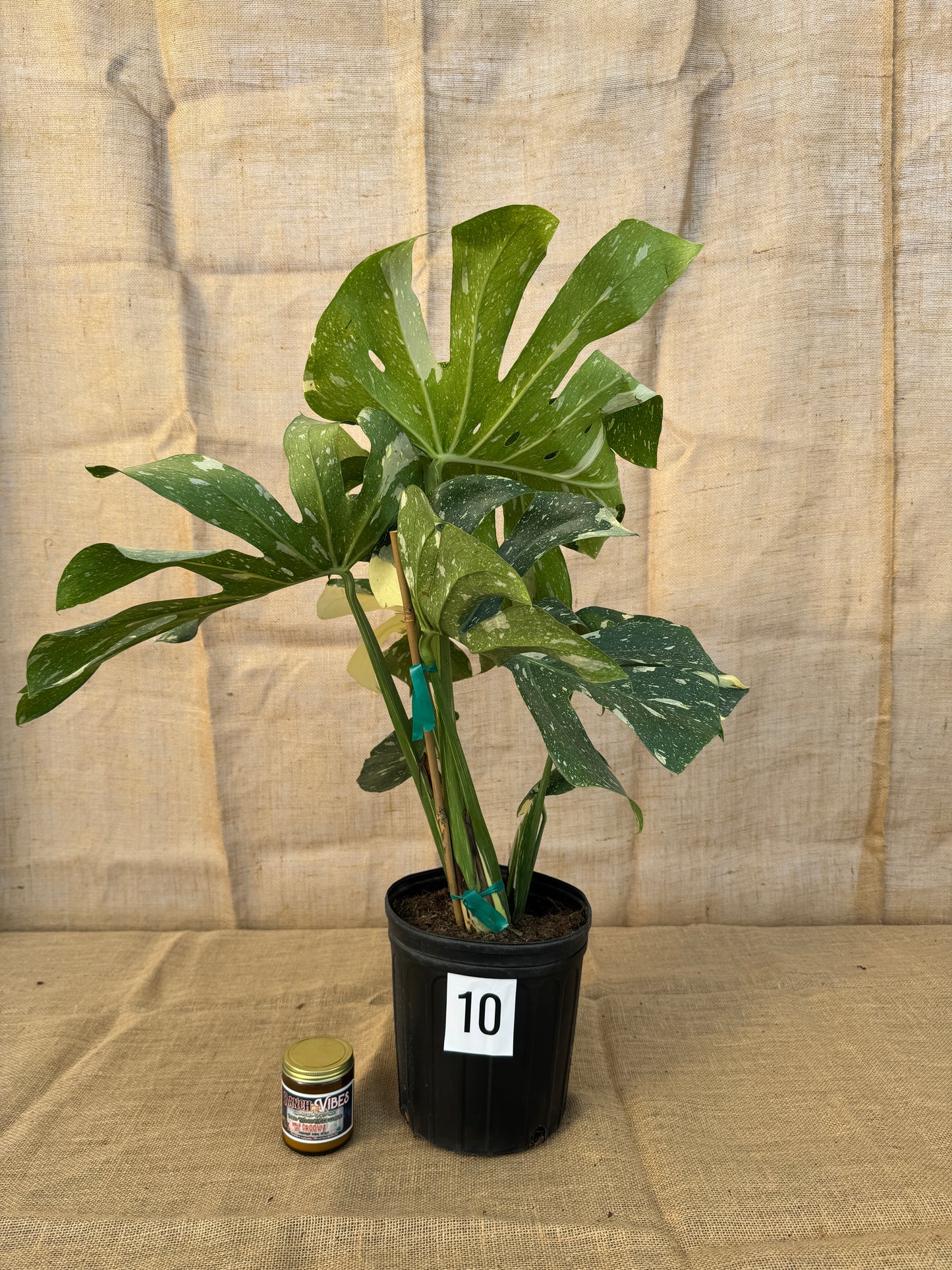 10" Monstera 'Thai Constellation' - Limited Release for Pickup