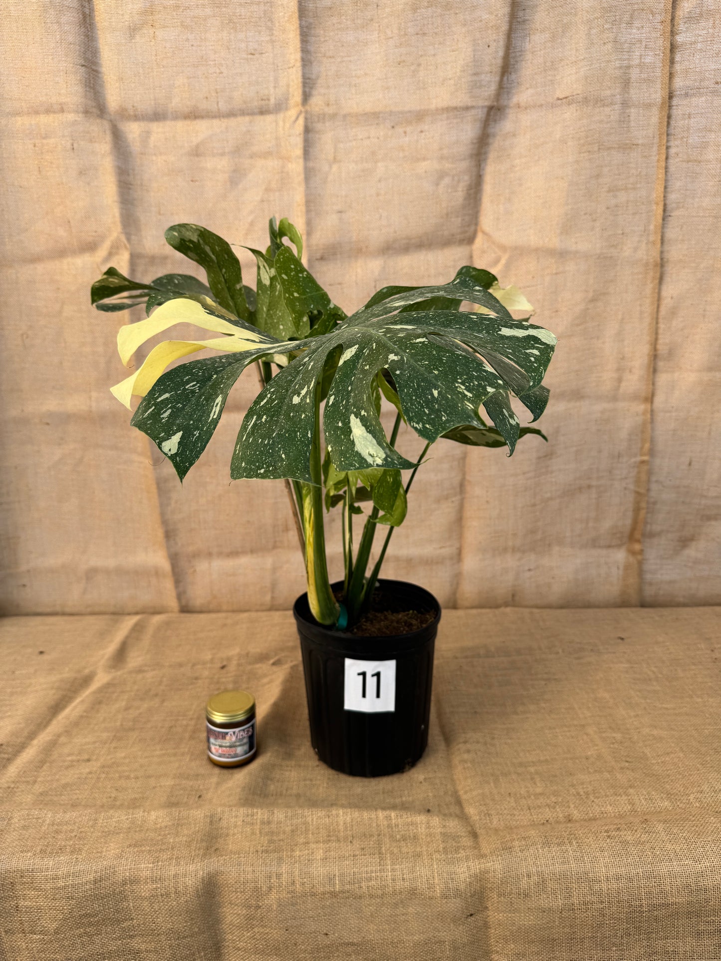 10" Monstera 'Thai Constellation' - Limited Release for Pickup