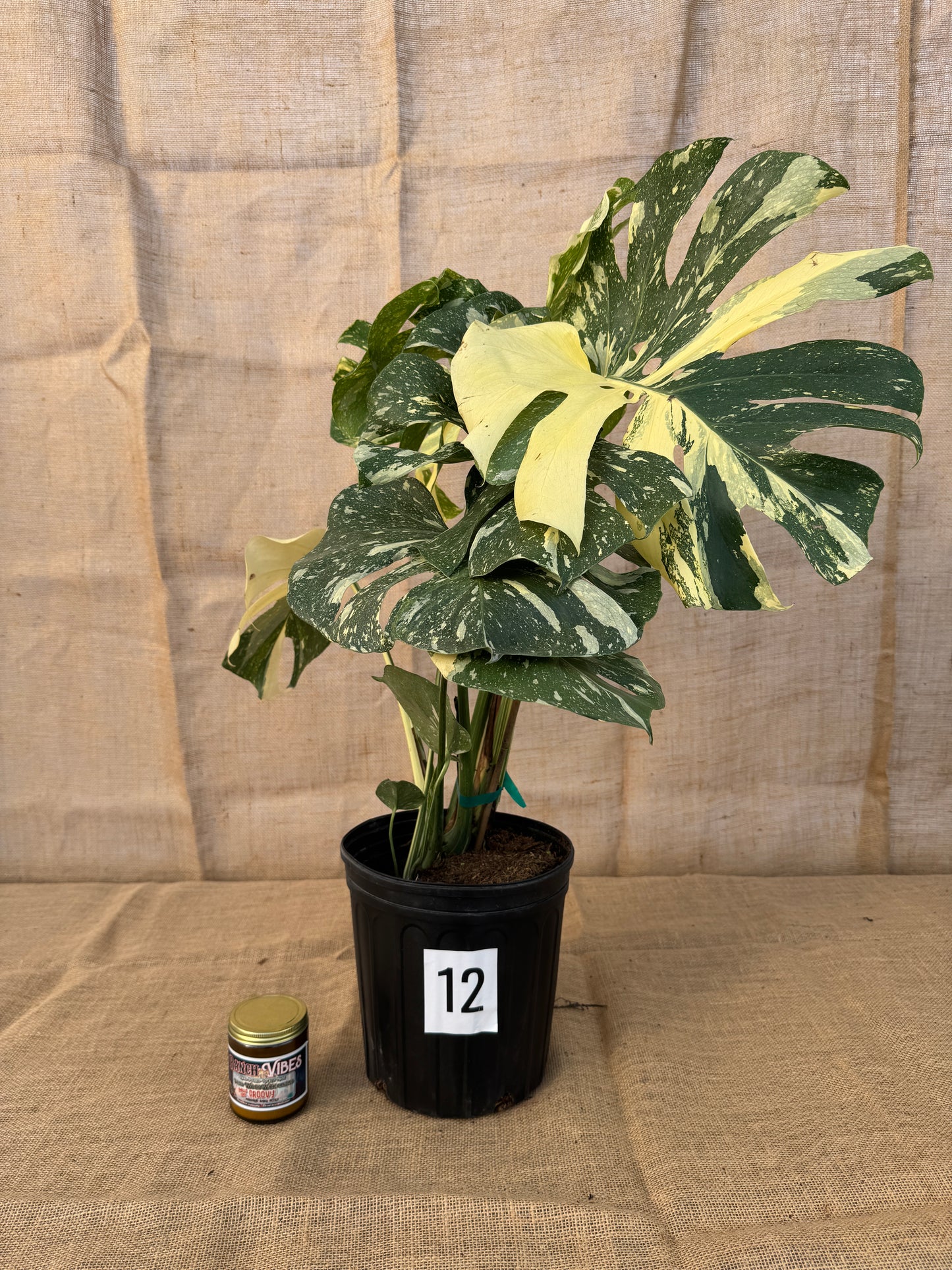 10" Monstera 'Thai Constellation' - Limited Release for Pickup