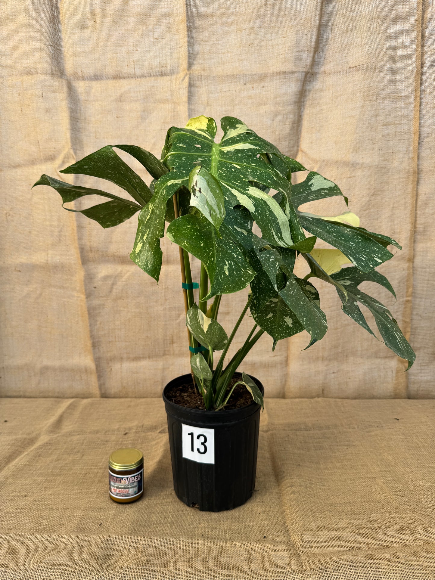 10" Monstera 'Thai Constellation' - Limited Release for Pickup