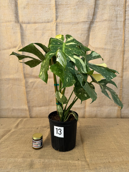 10" Monstera 'Thai Constellation' - Limited Release for Pickup