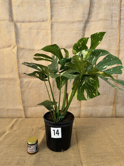 10" Monstera 'Thai Constellation' - Limited Release for Pickup