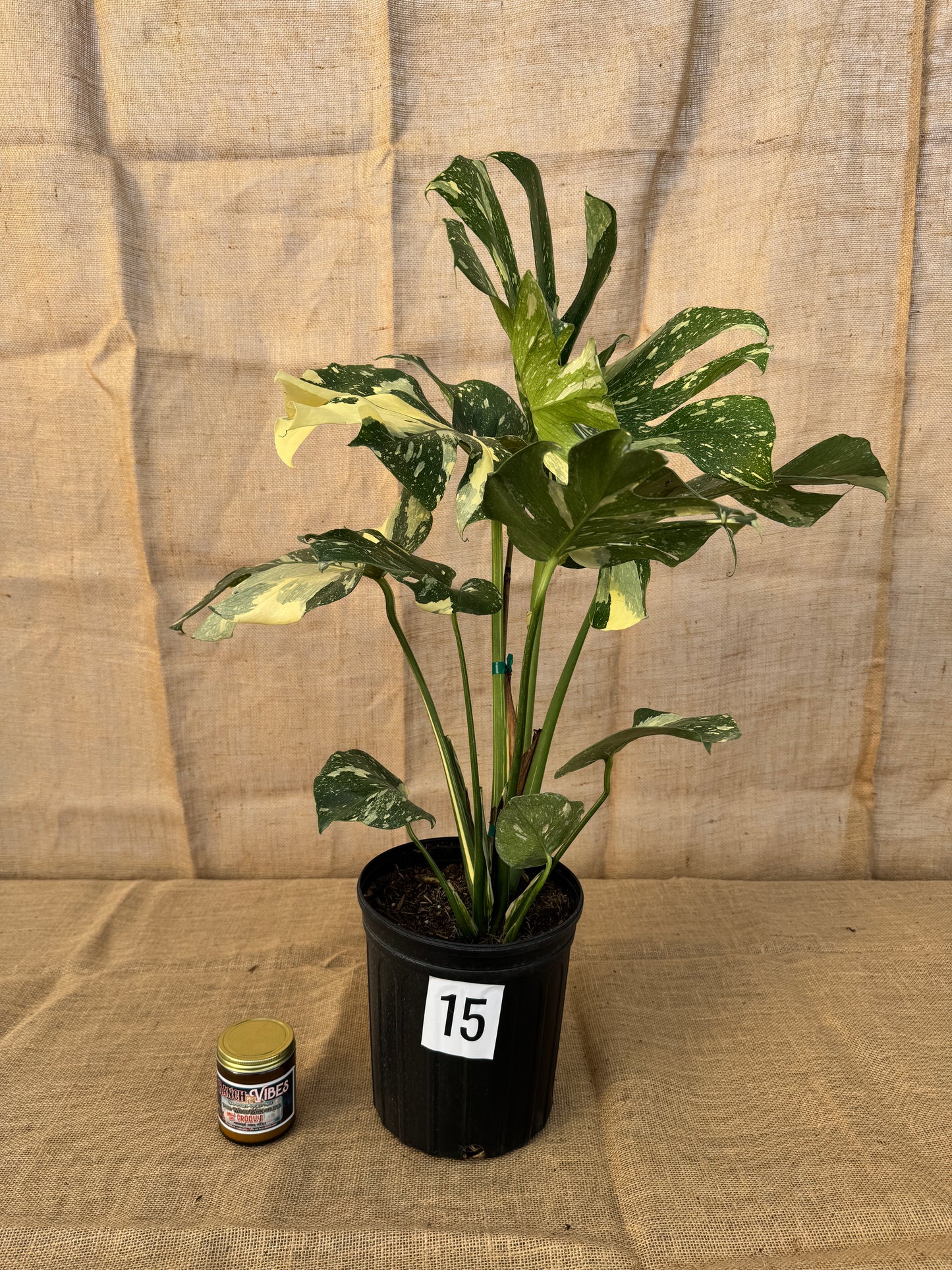 10" Monstera 'Thai Constellation' - Limited Release for Pickup