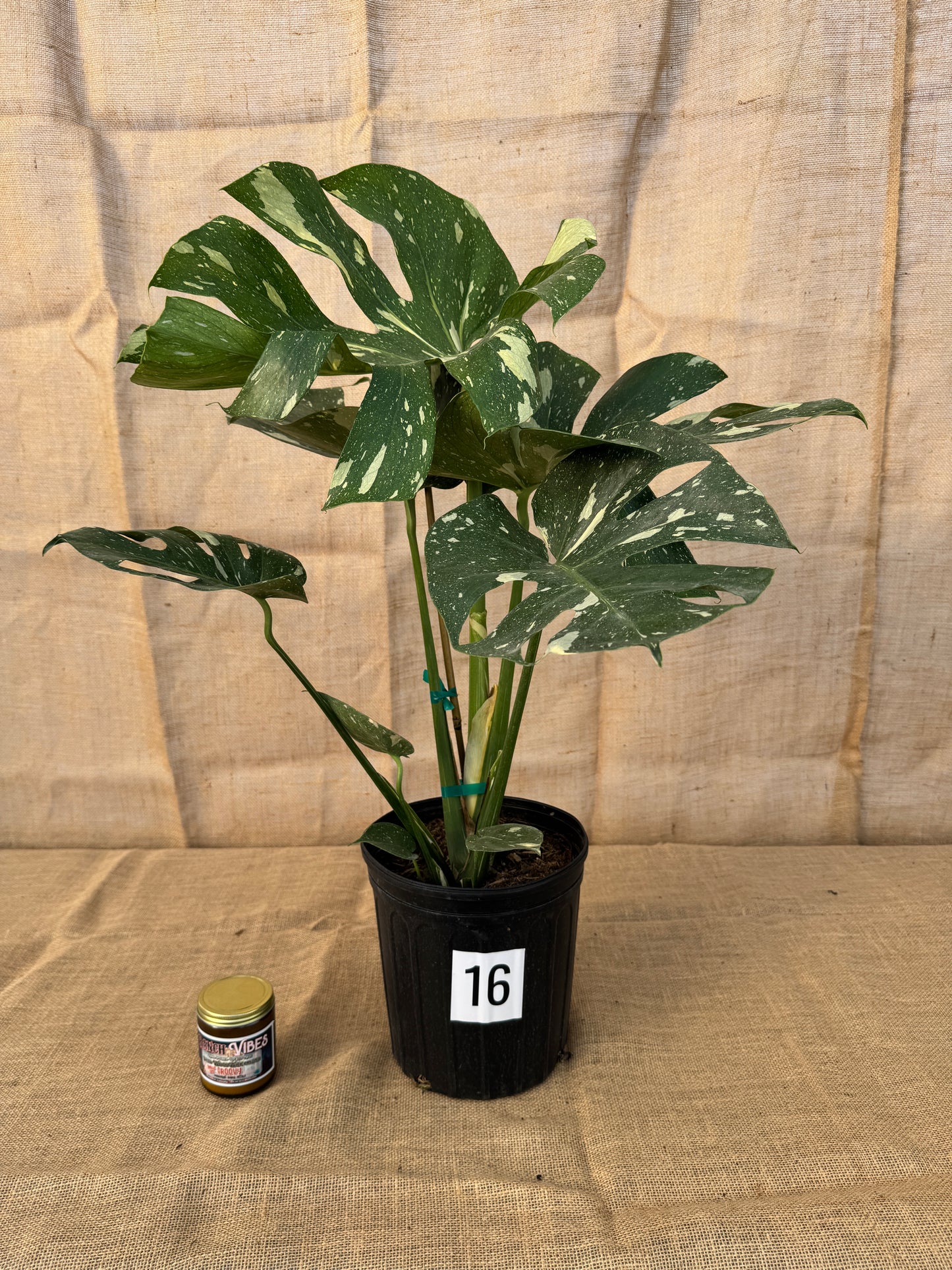 10" Monstera 'Thai Constellation' - Limited Release for Pickup