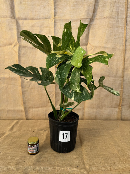 10" Monstera 'Thai Constellation' - Limited Release for Pickup