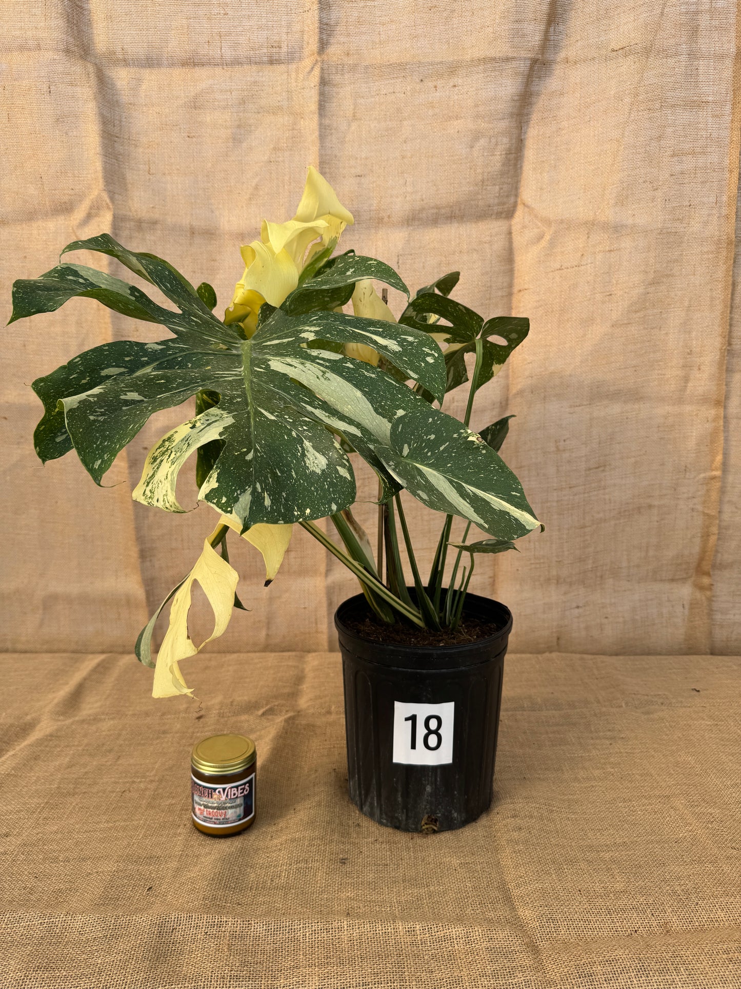 10" Monstera 'Thai Constellation' - Limited Release for Pickup