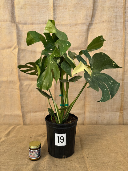 10" Monstera 'Thai Constellation' - Limited Release for Pickup